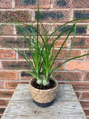 5. Green House Plant