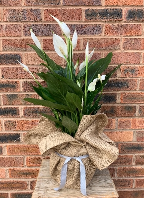 8. Spathiphyllum Bingo (Peace Lily)