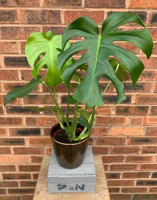 Monstera (Cheese Plant)