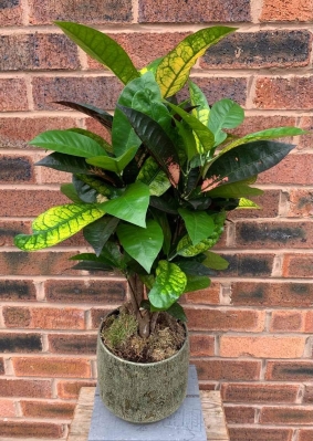 Croton Plant
