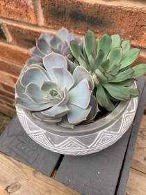 Succulent Planter