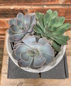 Succulent Planter